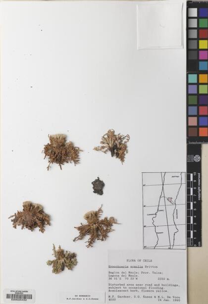Hypochaeris acaulis [Espécimen: ]