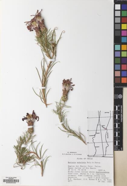 Mutisia subulata [Espécimen: ]