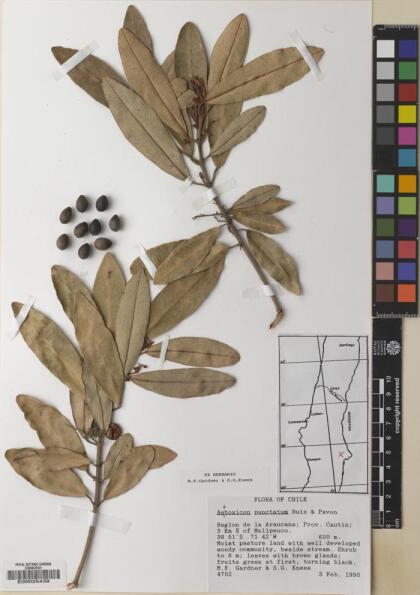 Aextoxicon punctatum [Espécimen: ]