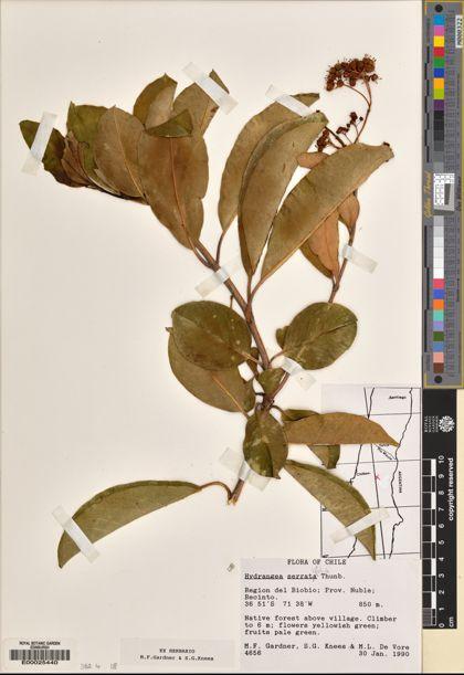 Hydrangea serratifolia [Espécimen: ]