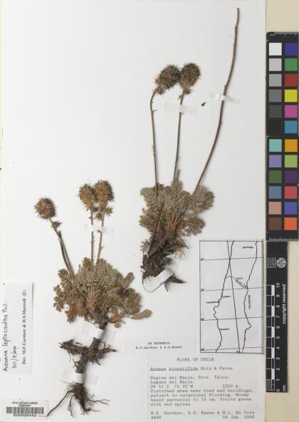 Acaena leptacantha [Espécimen: ]
