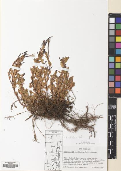 Epilobium ciliatum [Espécimen: ]