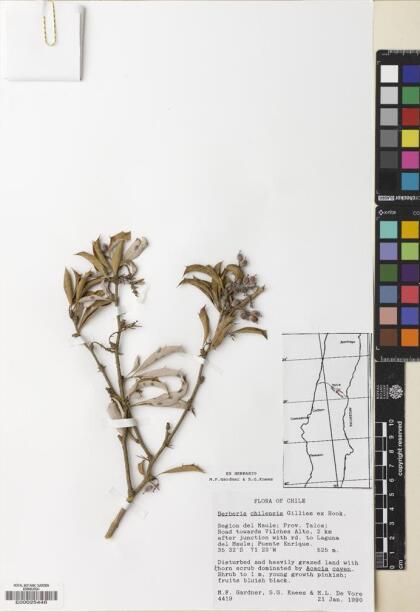 Berberis chilensis [Espécimen: ]