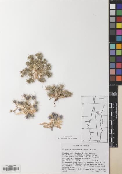 Eryngium depressum [Espécimen: ]