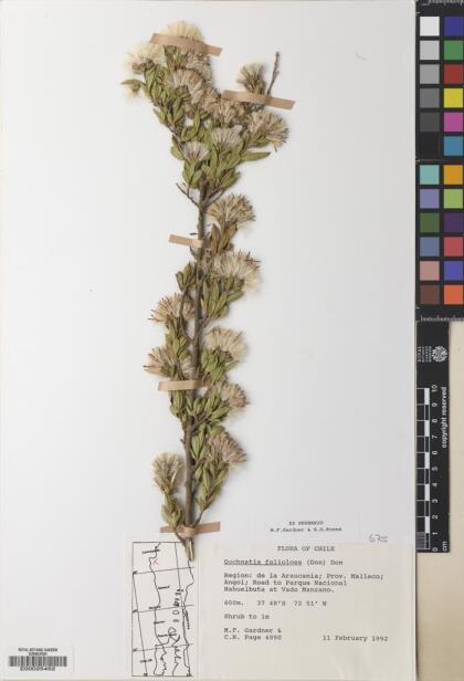 Gochnatia foliolosa var. foliolosa [Espécimen: ]