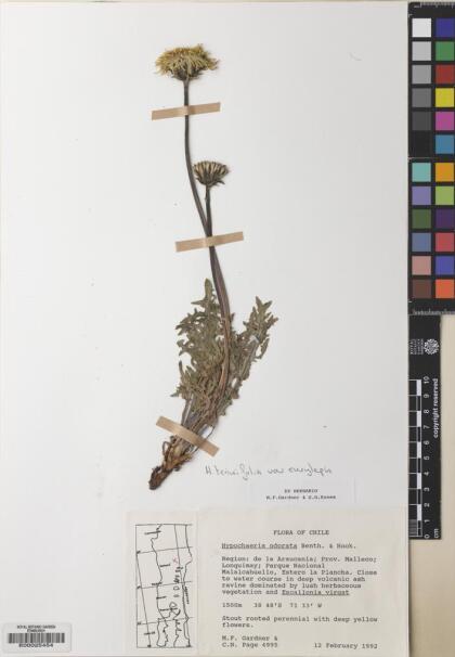 Hypochaeris tenuifolia [Espécimen: ]