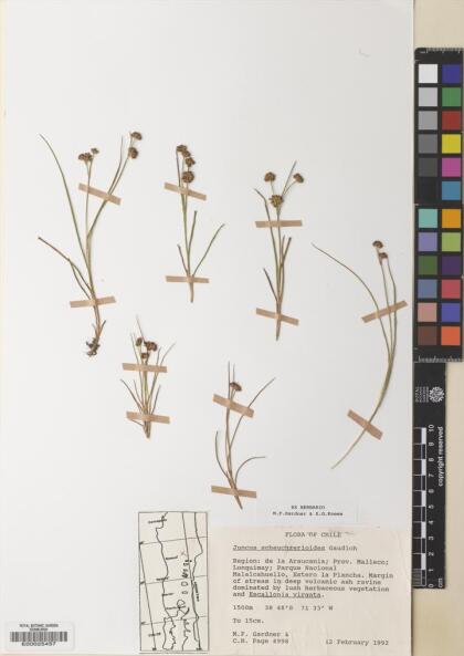 Juncus scheuchzerioides [Espécimen: ]