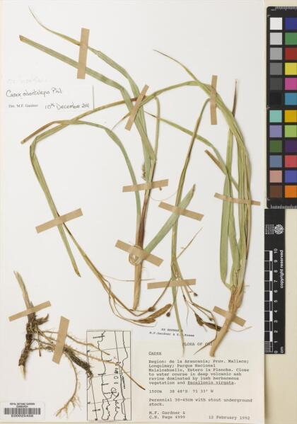 Carex banksii [Espécimen: ]