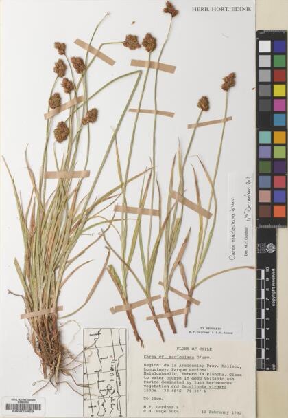 Carex macloviana [Espécimen: ]