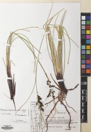 Schoenus rhynchosporoides [Espécimen: ]