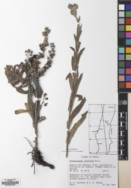 Cynoglossum creticum [Espécimen: ]
