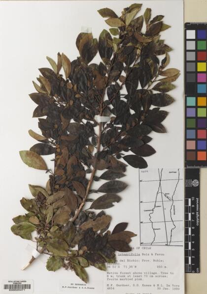 Azara integrifolia [Espécimen: ]