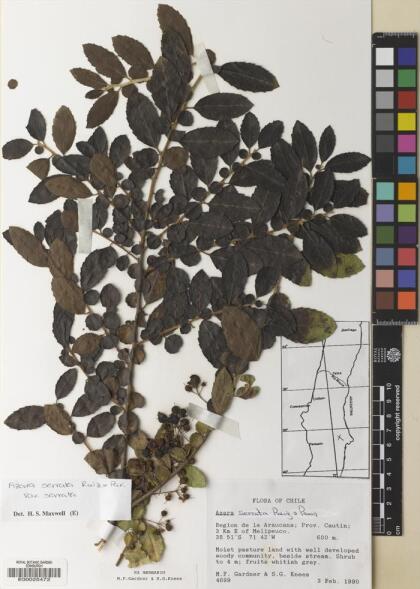 Azara serrata var. serrata [Espécimen: ]