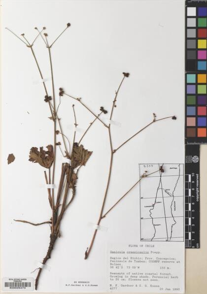 Sanicula crassicaulis [Espécimen: ]