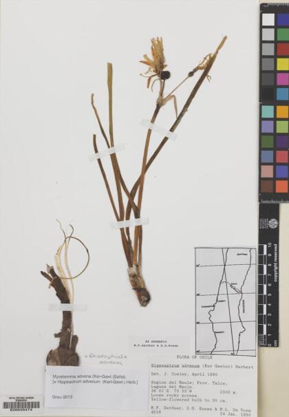 Zephyranthes advena [Espécimen: ]