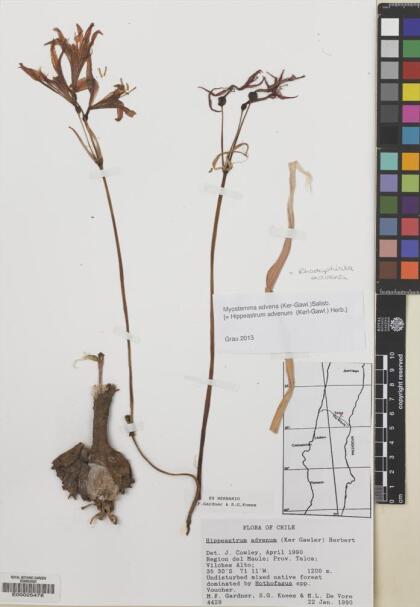 Zephyranthes advena [Espécimen: ]