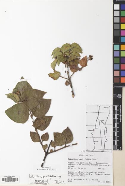 Podanthus ovatifolius [Espécimen: ]
