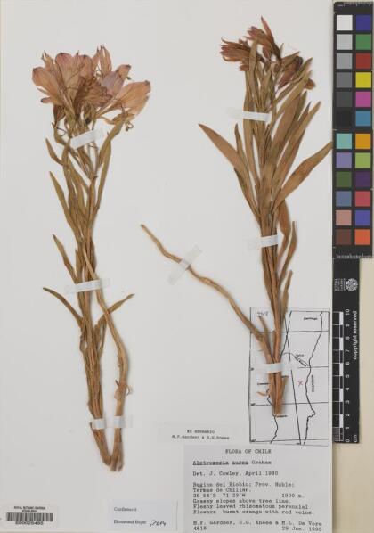 Alstroemeria aurea [Espécimen: ]