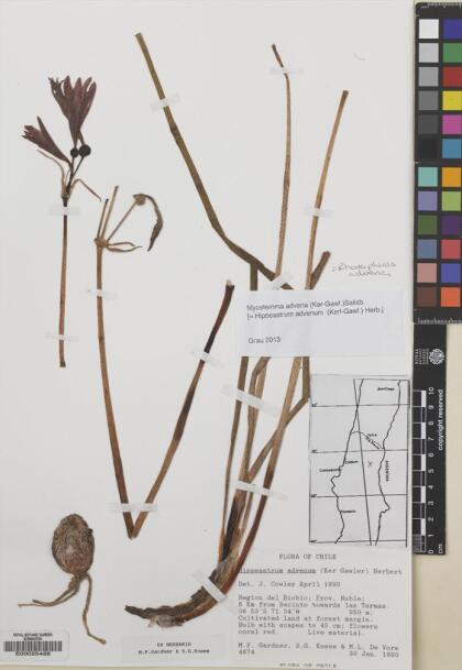 Zephyranthes advena [Espécimen: ]