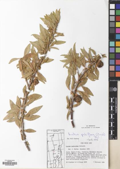 Latua pubiflora [Espécimen: ]