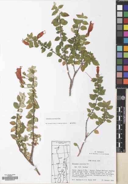 Mitraria coccinea [Espécimen: ]