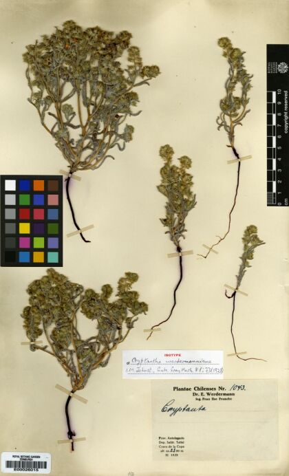 Cryptantha werdermanniana [Espécimen: ]