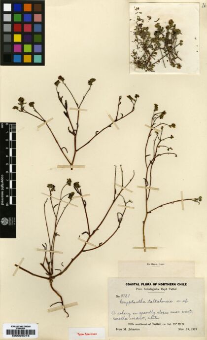 Cryptantha taltalensis [Espécimen: ]
