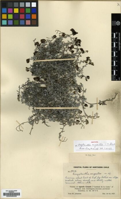 Cryptantha argentea [Espécimen: ]