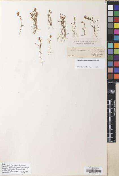 Plagiobothrys procumbens [Espécimen: ]