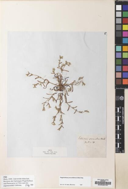 Plagiobothrys procumbens [Espécimen: ]