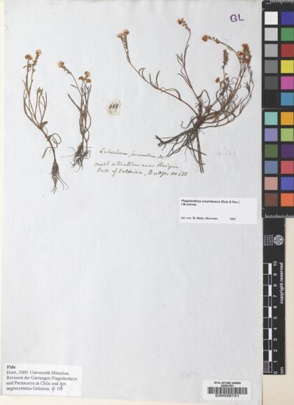 Plagiobothrys corymbosus [Espécimen: ]