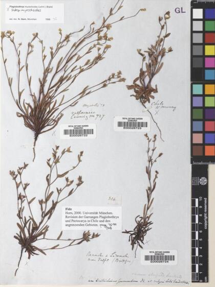 Plagiobothrys myosotoides [Espécimen: ]