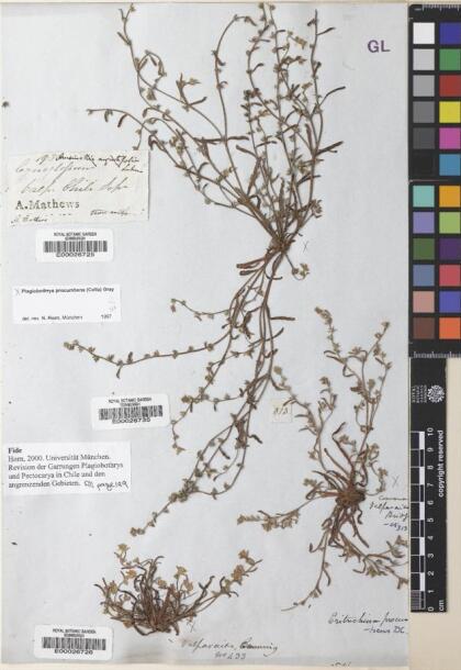 Plagiobothrys procumbens [Espécimen: ]