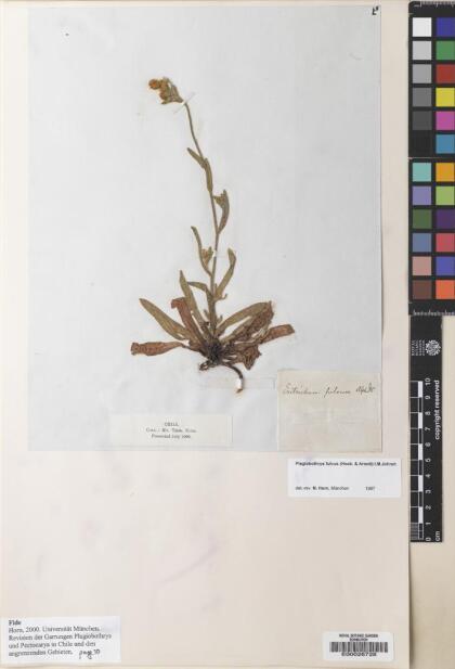 Plagiobothrys muricatus [Espécimen: ]