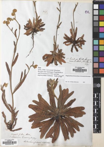 Plagiobothrys muricatus [Espécimen: ]