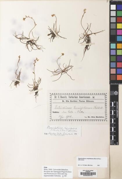 Plagiobothrys corymbosus [Espécimen: ]