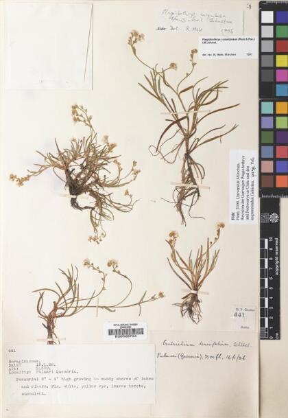Plagiobothrys corymbosus [Espécimen: ]