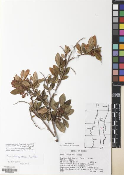 Escallonia rosea [Espécimen: ]