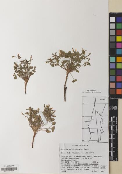 Oxalis valdiviensis [Espécimen: ]
