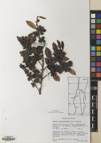 Azara integrifolia [Espécimen: ]