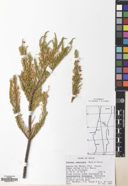 Fabiana imbricata [Espécimen: ]