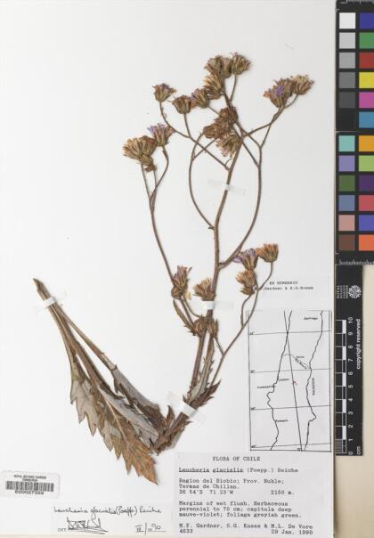 Leucheria glacialis [Espécimen: ]