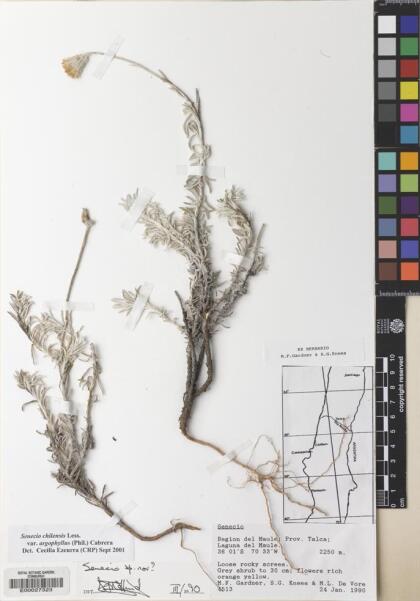 Senecio chilensis var. argophyllus [Espécimen: ]