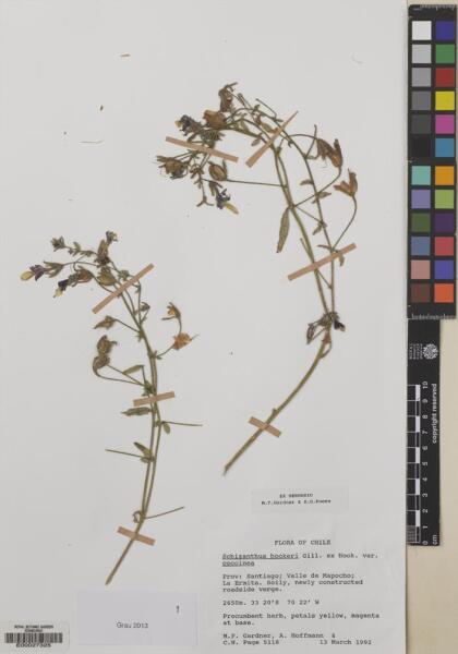 Schizanthus coccineus [Espécimen: ]