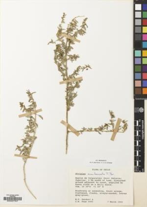 Atriplex semibaccata [Espécimen: ]