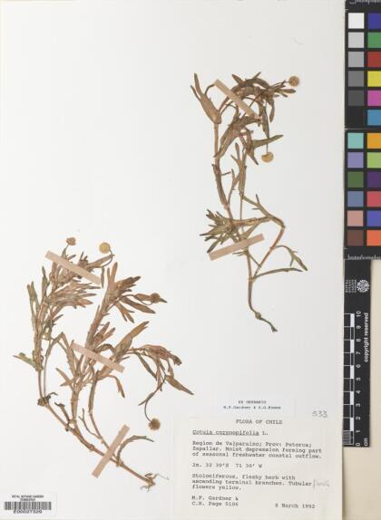 Cotula coronopifolia [Espécimen: ]