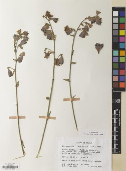 Malesherbia linearifolia [Espécimen: ]