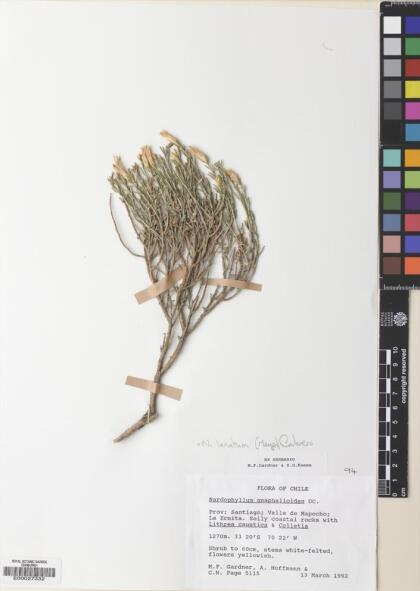Nardophyllum lanatum [Espécimen: ]