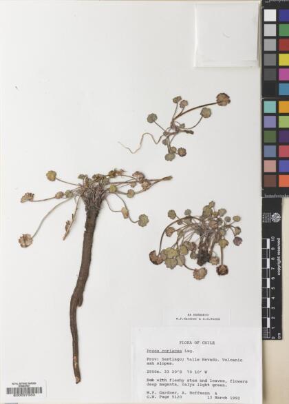 Pozoa coriacea [Espécimen: ]