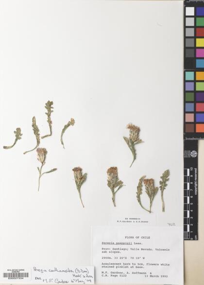 Perezia carthamoides [Espécimen: ]